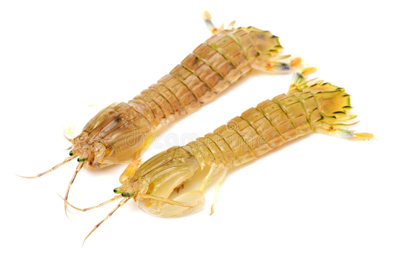 Mantis Shrimp stock photo. Image of white, background 129183186