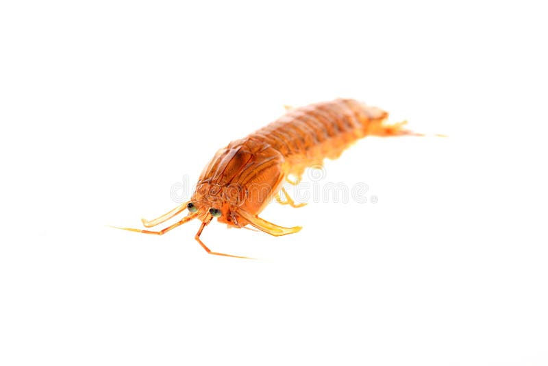 Mantis shrimp stock photos