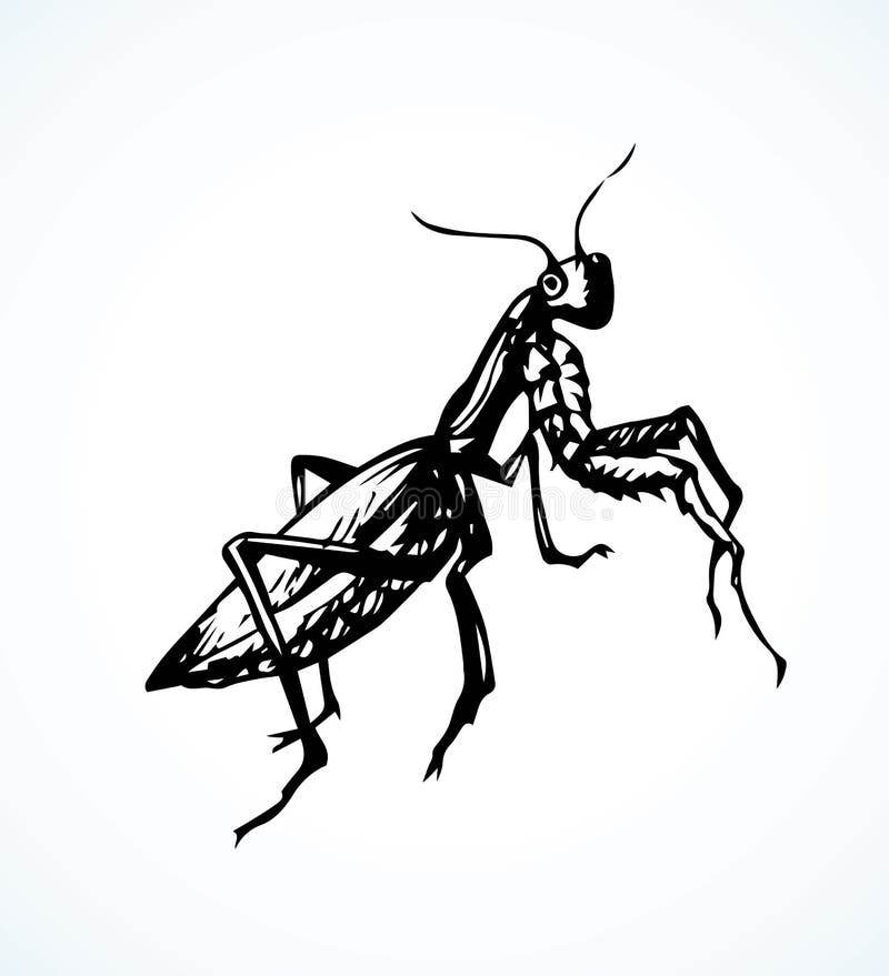 Mantis. Vector drawing stock illustration Mantis. Vector drawing stock illustration