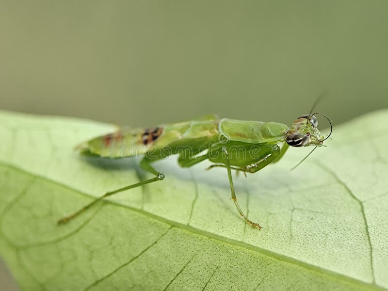 Mantis verde che divora prede su una foglia. Chiusura dettagliata di un affascinante predatore di insetti nel suo habitat naturale immagini stock