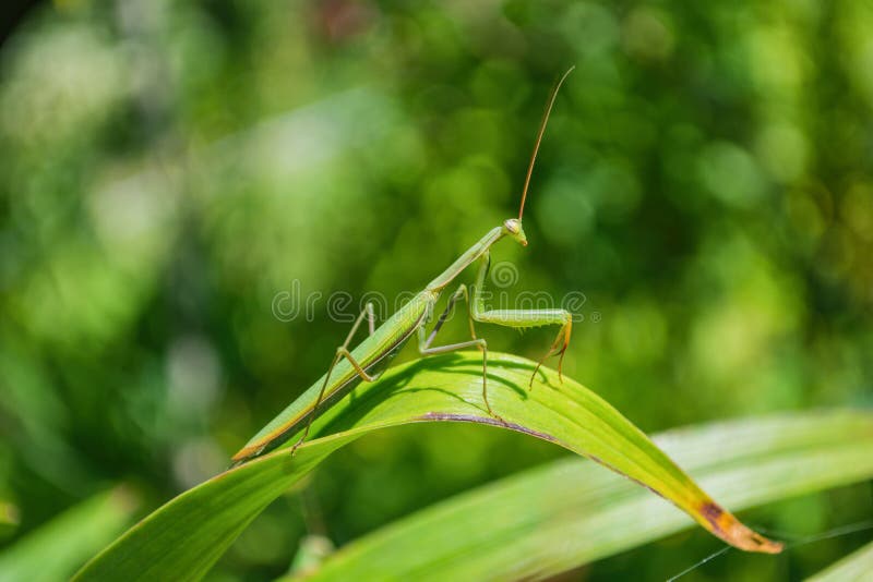 Mantis verts La mante verte se trouve sur les feuilles vertes d'une fleur dans le jardin photo stock Mantis verts La mante verte se trouve sur les feuilles vertes d'une fleur dans le jardin photo stock