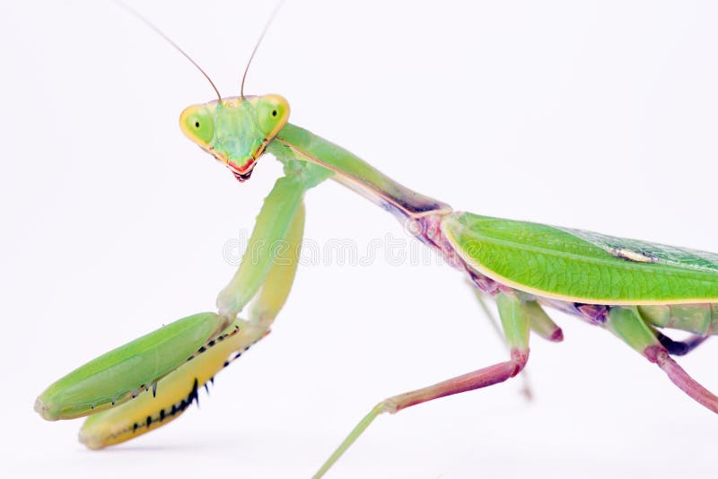 Mantis on white