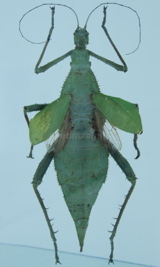 Mantis επίκλησης εντόμων από τη entomological συλλογή σε ένα άσπρο υπόβαθρο στοκ φωτογραφίες με δικαίωμα ελεύθερης χρήσης Mantis επίκλησης εντόμων από τη entomological συλλογή σε ένα άσπρο υπόβαθρο στοκ φωτογραφίες με δικαίωμα ελεύθερης χρήσης