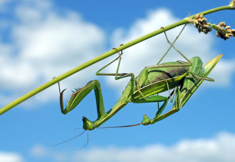 Mantises couple naturally