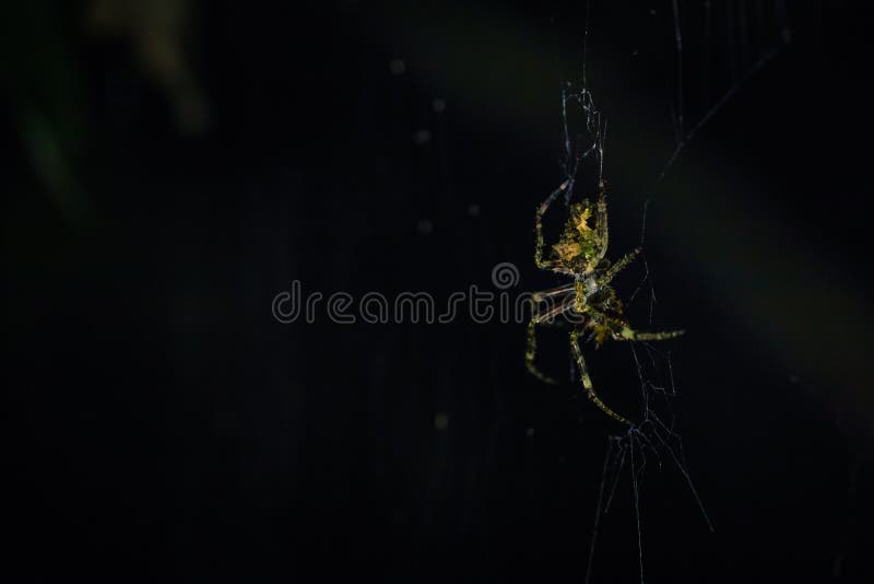 Manu National Park, Peru - August 07, 2017: A Wild spider in the darkness of the Amazon rainforest of Manu National Park, Peru. Manu National Park, Peru - August 07, 2017: A Wild spider in the darkness of the Amazon rainforest of Manu National Park, Peru