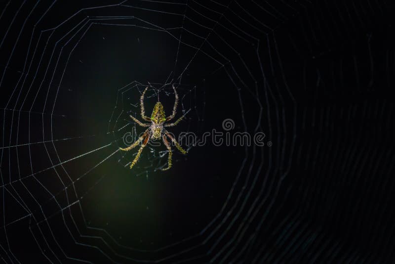 Manu National Park, Peru - August 07, 2017: A Wild spider in the darkness of the Amazon rainforest of Manu National Park, Peru. Manu National Park, Peru - August 07, 2017: A Wild spider in the darkness of the Amazon rainforest of Manu National Park, Peru