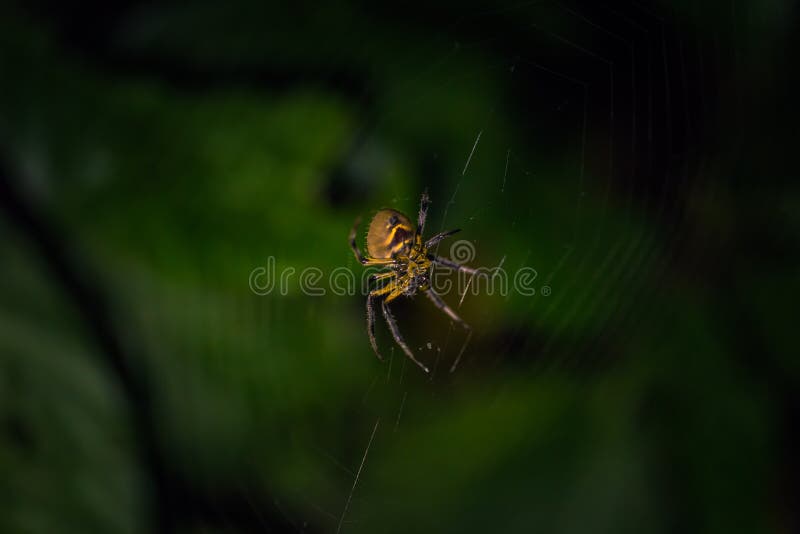 Manu National Park, Peru - August 07, 2017: A Wild spider in the darkness of the Amazon rainforest of Manu National Park, Peru. Manu National Park, Peru - August 07, 2017: A Wild spider in the darkness of the Amazon rainforest of Manu National Park, Peru