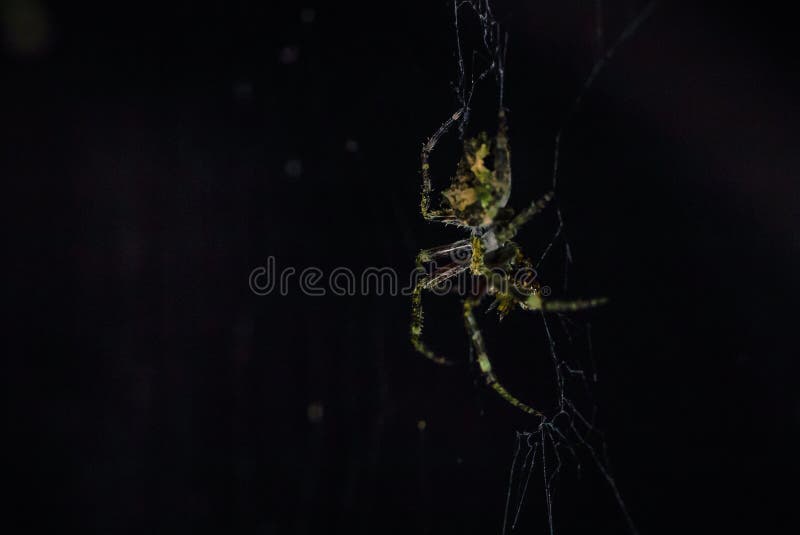 Manu National Park, Peru - August 07, 2017: A Wild spider in the darkness of the Amazon rainforest of Manu National Park, Peru. Manu National Park, Peru - August 07, 2017: A Wild spider in the darkness of the Amazon rainforest of Manu National Park, Peru