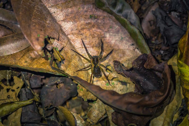 Manu National Park, Peru - August 07, 2017: A Wild spider in the darkness of the Amazon rainforest of Manu National Park, Peru. Manu National Park, Peru - August 07, 2017: A Wild spider in the darkness of the Amazon rainforest of Manu National Park, Peru