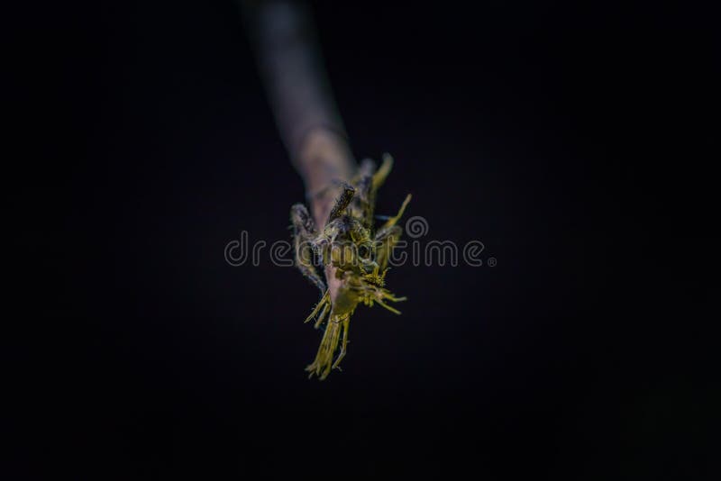 Manu National Park, Peru - August 07, 2017: A Wild spider in the darkness of the Amazon rainforest of Manu National Park, Peru. Manu National Park, Peru - August 07, 2017: A Wild spider in the darkness of the Amazon rainforest of Manu National Park, Peru