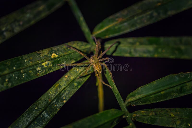 Manu National Park, Peru - August 07, 2017: A Wild spider in the darkness of the Amazon rainforest of Manu National Park, Peru. Manu National Park, Peru - August 07, 2017: A Wild spider in the darkness of the Amazon rainforest of Manu National Park, Peru