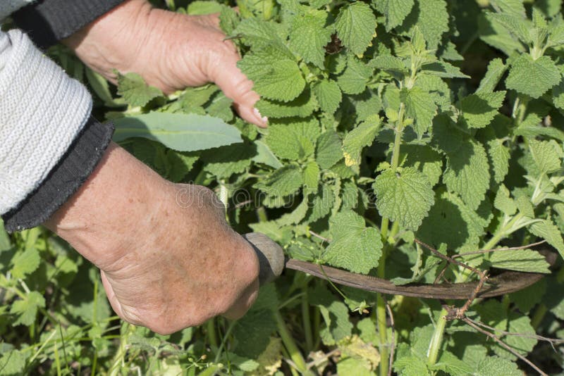Manual Harvest of Medicinal Plants. a Woman Cuts Plants with a Sickle Stock Image Image of