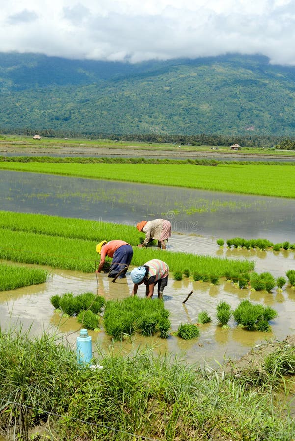 Female manual labour in the Philippine rice fields