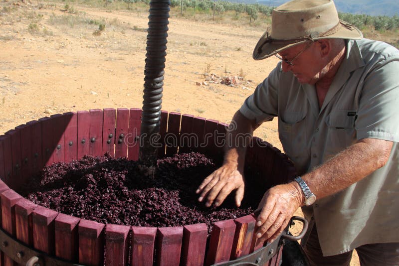 Wine Press with Red Grape Pomace Stock Image Image of viticulture
