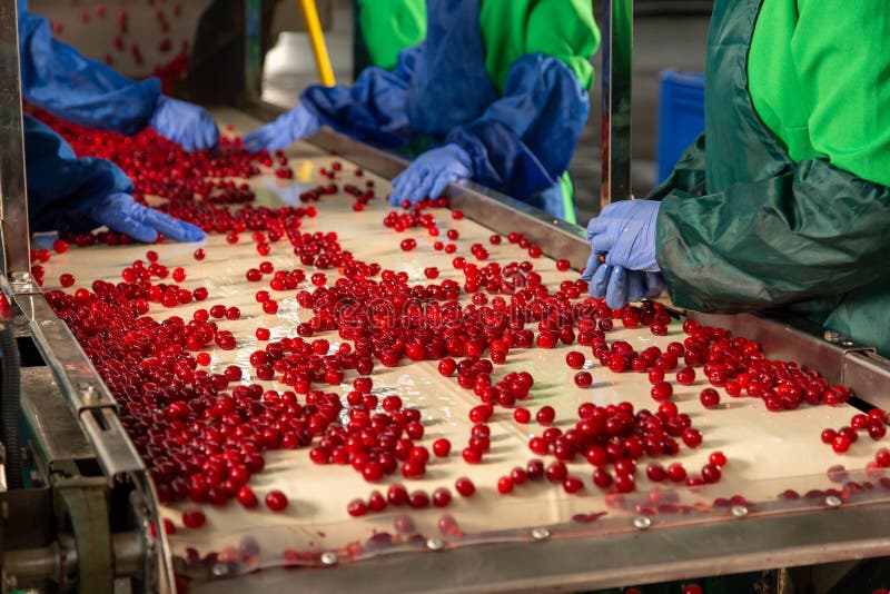 Manual Sorting of Frozen Cherries on the Conveyor. Stock Photo Image