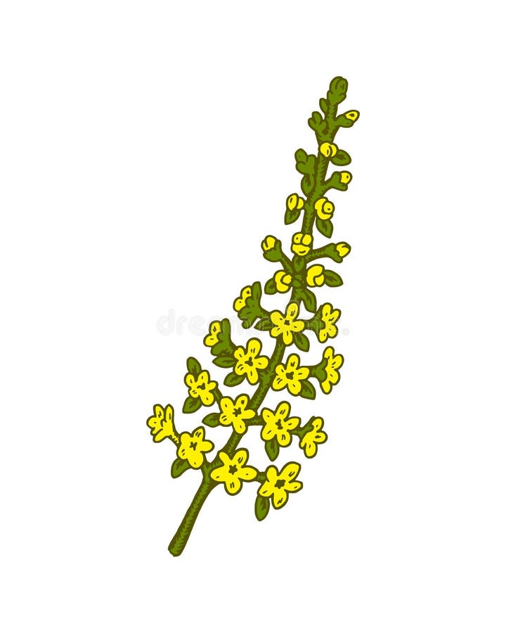 Manuellt ritad fältblomma isolerad på vit bakgrund. vektorillustration i skissformat.