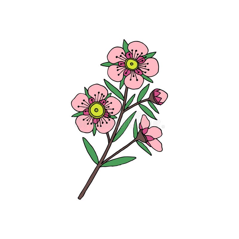 Manuka Honey Branch, Leaves and Flower. Hand Drawn Sketch Stock Vector - Illustration of flora, medicine: 195950526 Manuka Honey Branch, Leaves and Flower. Hand Drawn Sketch Stock Vector - Illustration of flora, medicine: 195950526
