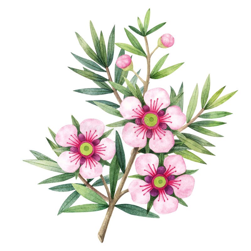 Manuka Honey Branch, Leaves and Flower. Watercolor Illustration Stock  Illustration - Illustration of isolated, native: 186177658