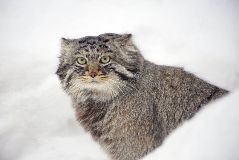 manul-pallas-cat-wild-living-central-mid