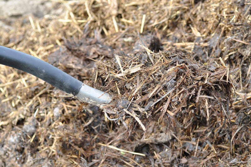 Manure mixed with hay stock image