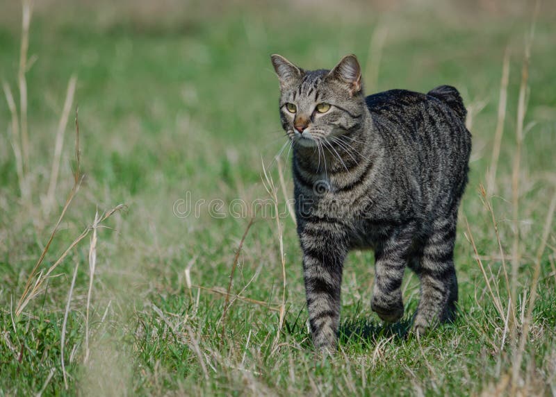 Manx cat out for a stroll