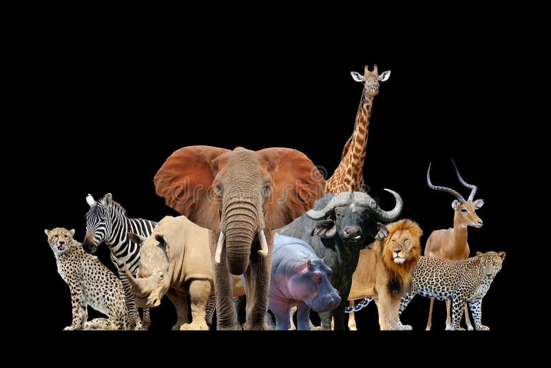 Many African Animals Isolated on Black Background Stock Photo - Image of  head, dangerous: 199378530