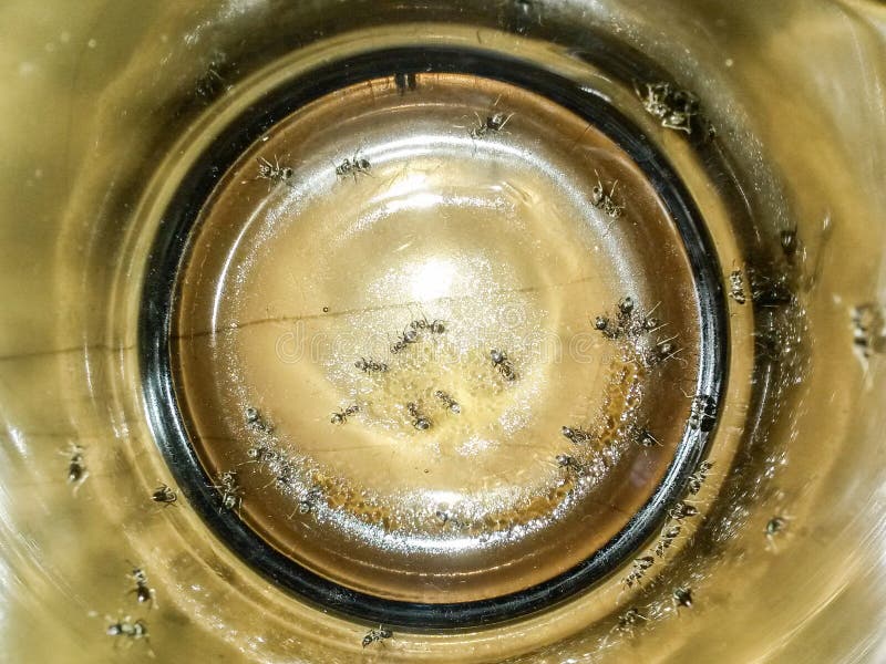 Many Ants in the Coffee Mug Stock Image Image of pismire, brown 42036375