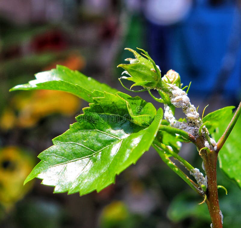 Many aphids are dangerous stock photo. Image of weed 124404308