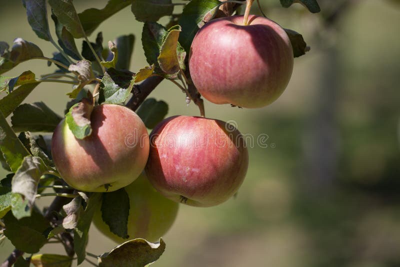 Many Apples on the Trees Mature, Closeup Stock Image Image of