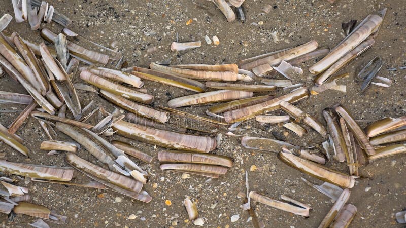 Canada Jackknife Stock Photos - Free & Royalty-Free Stock Photos from ...