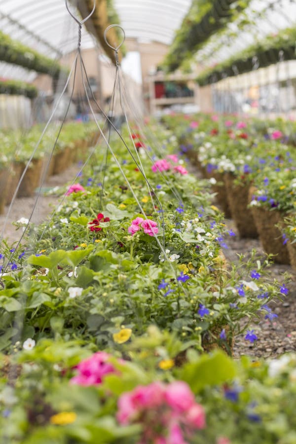 Many Beautiful Hanging Baskets in Rows in a Green House Stock Image