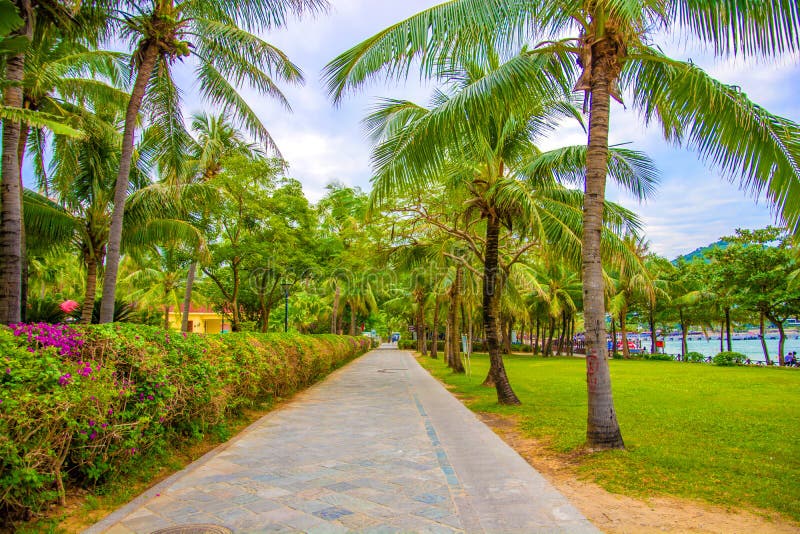 Many Beautiful High Palm Trees Grow Near, Aleya Palms, Tropical Island And Beautiful Trees Grow ...
