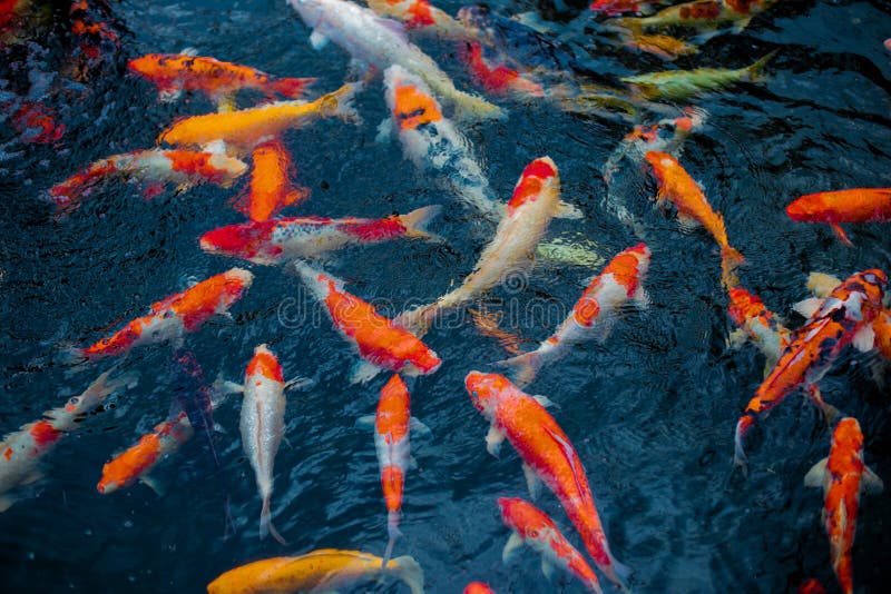 Many Beautiful Koi Fish in the Pond at Home in Top View. Stock Image -  Image of lake, japanese: 133577177