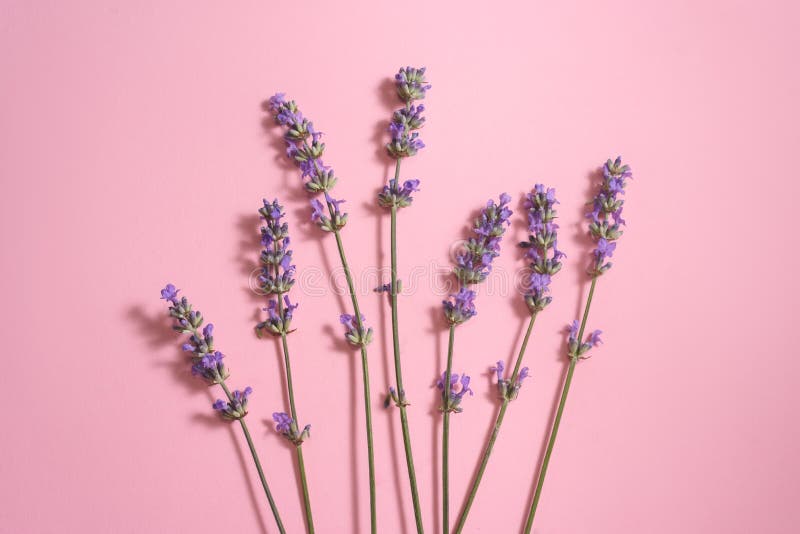 Many Lavender Flowers on Th Pink Background Stock Photo - Image of flower,  cute: 187036824