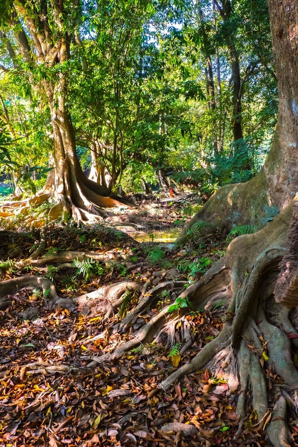 Many big roots tree in the deep rain forest nature bakground royalty free stock photo