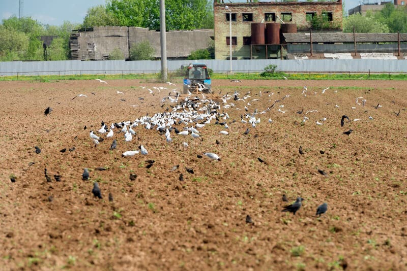 Many birds on a plowed agricultural field