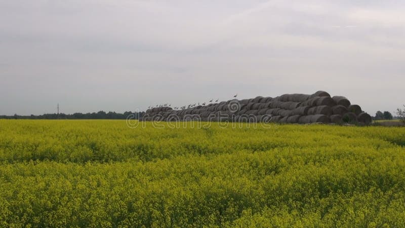 Many birds white storks on straw bales and rapeseed field