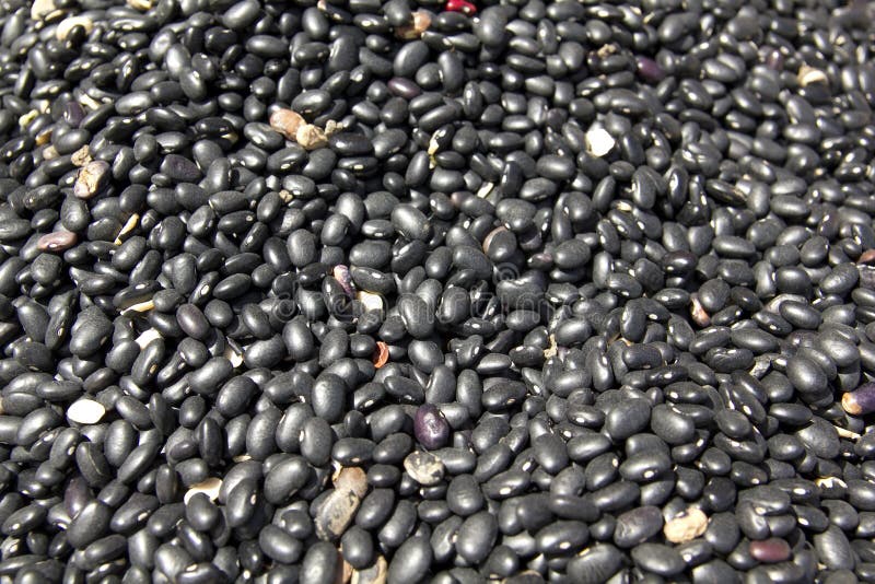 Many Black Kidney Beans Closeup Stock Image Image of egume, farm