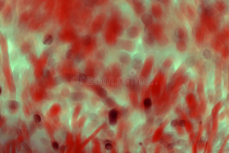Many blured bacteria close up under the microscope. Abstract. royalty free stock image Many blured bacteria close up under the microscope. Abstract. royalty free stock image