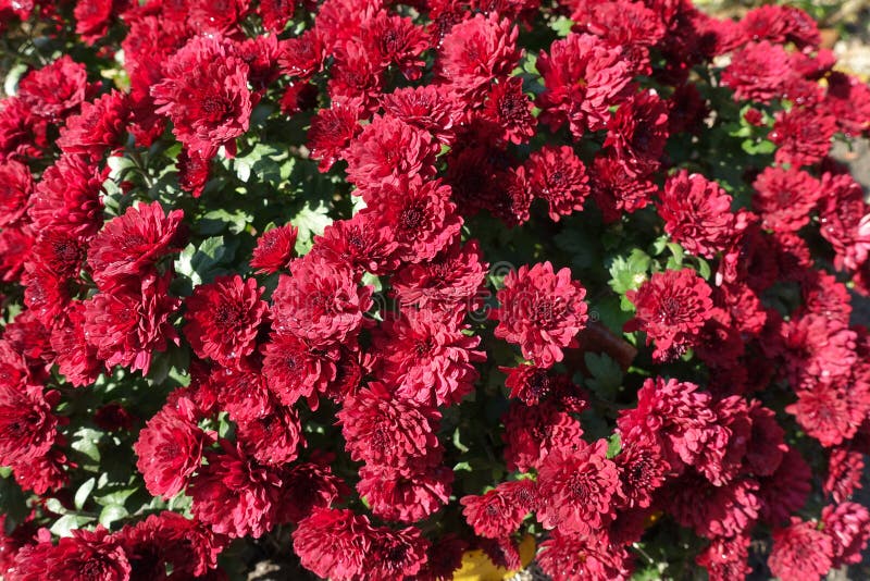Many Bright Red Flowers of Chrysanthemums Stock Photo Image of leaf
