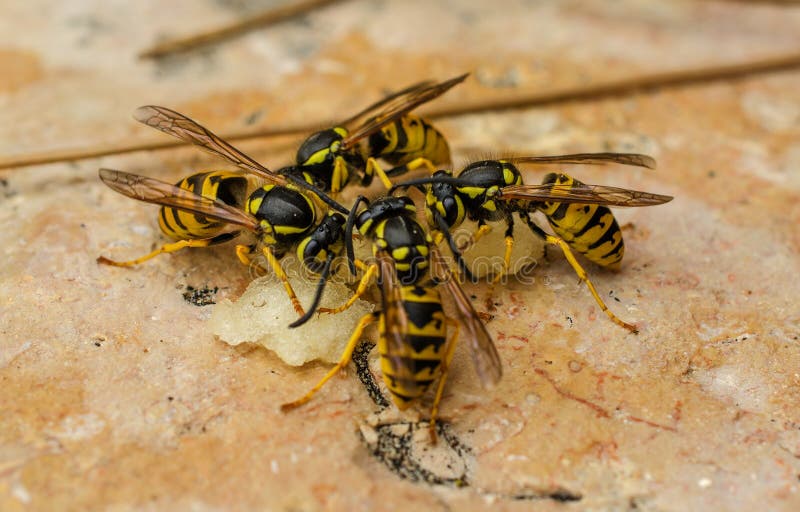 Many bright yellow wasps stock image. Image of striped 169089253