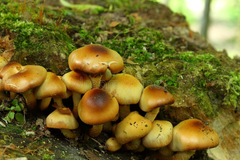 Many brown arboreal mushrooms grown in the forest in autumn