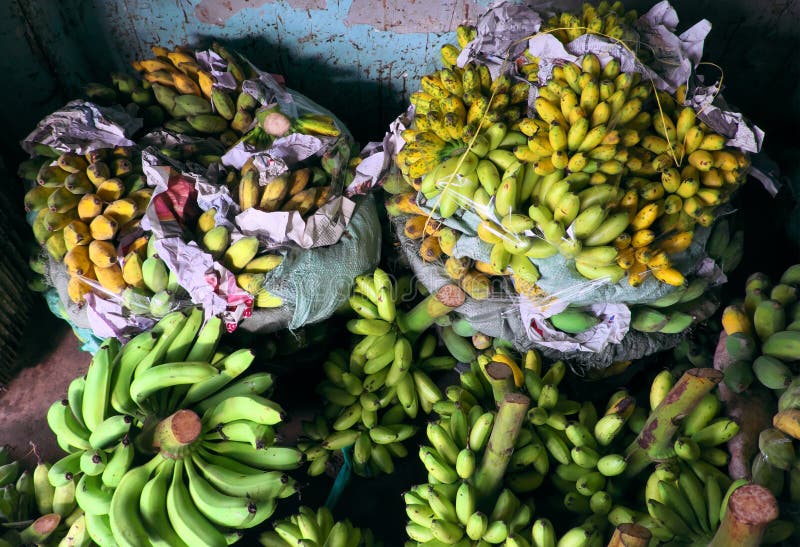 Many Bunch Of Bananas Vietnamese Tropical Fruit Hang On The Wall
