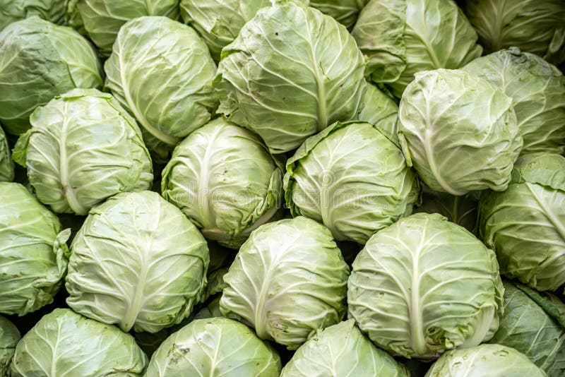 Many Cabbage,Fresh Cabbage in the Market Stock Image Image of