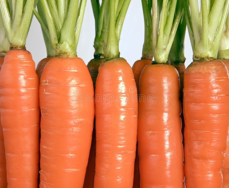 Many Carrots with Green Leaves Stock Photo Image of root, vegetarian