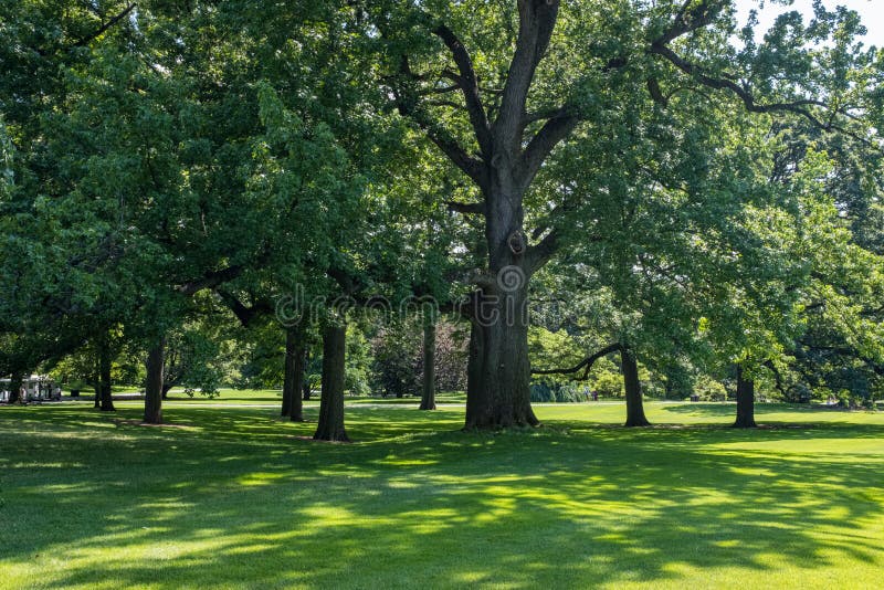 Big Trees in a Large Urban Park Stock Photo - Image of green, bright ...