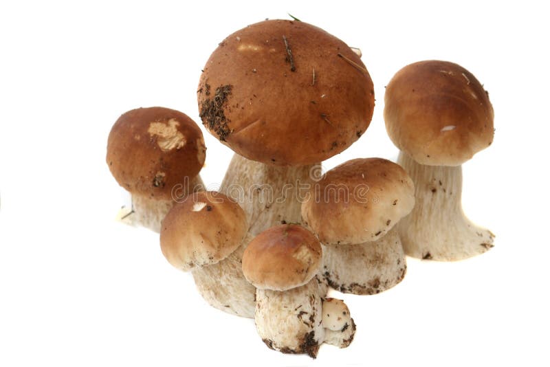 Many ceps are isolated