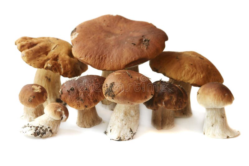 Many ceps are isolated