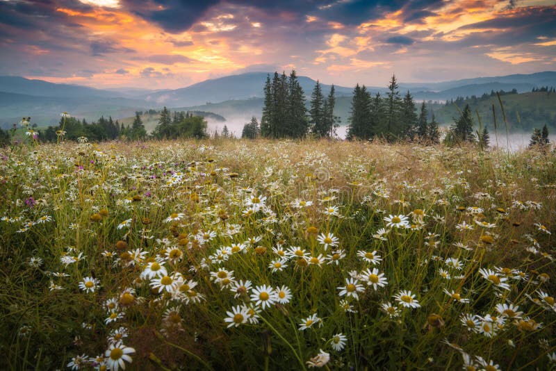 Yellow Flowers In A Green Meadow Stock Image Image Of Peak Landscape