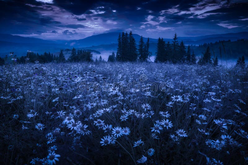 212 Flowers Under Moon Stock Photos Free & RoyaltyFree Stock Photos